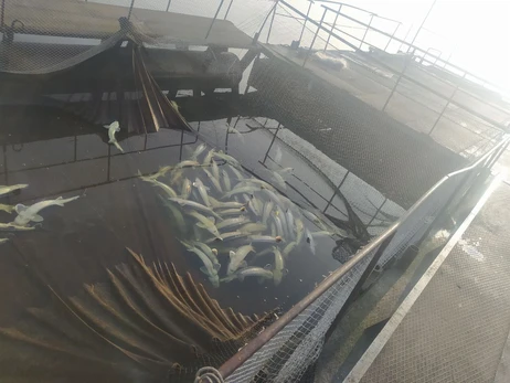 На аквафермі у Вінницькій області загинуло 9 тисяч тонн осетрової риби