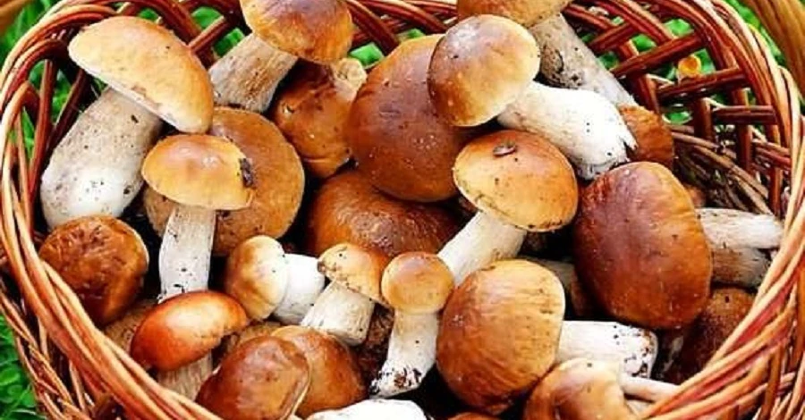 У Мукачеві за ніч госпіталізували чотирьох людей з отруєнням грибами