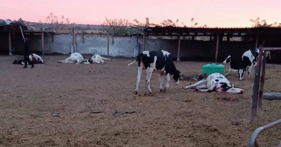 На Херсонщине РФ обстреляла сельскохозяйственное предприятие, погибли десять коров