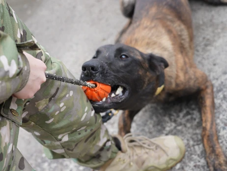 В Україну прибули ще десять службових собак із Європи
