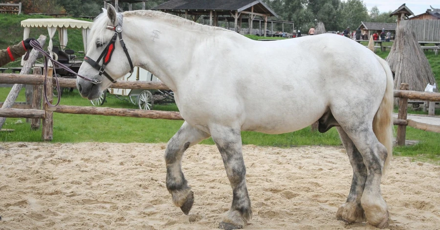 Умер конь, позировавший для памятника Илье Муромцу в Киеве