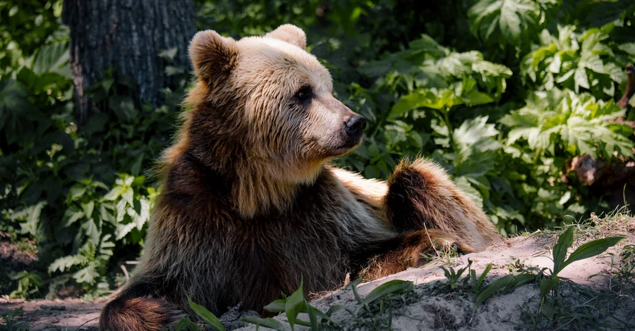На Львівщині ведмеді почали облаштовувати барлоги перед зимовою сплячкою