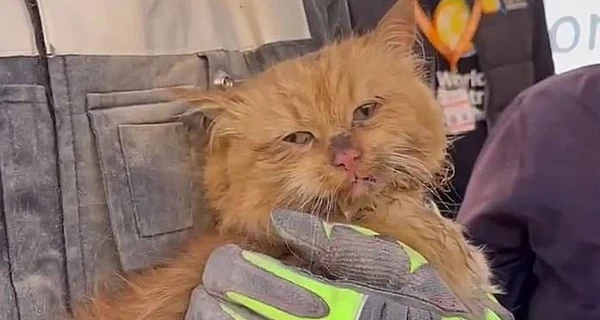 Хозяева кота, которого спасли в Запорожье, погибли от российской ракеты