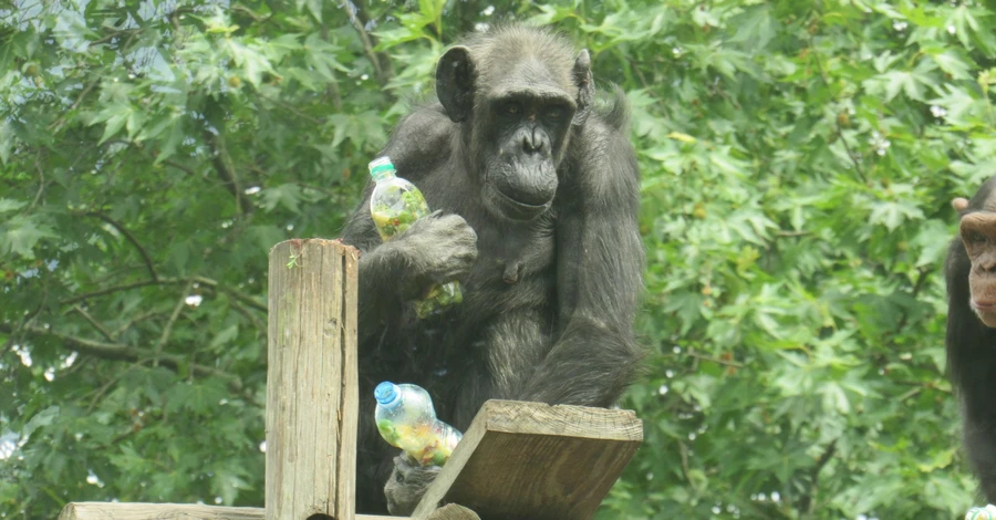 В николаевском зоопарке празднуют день рождения шимпанзе Чилина и Шерман