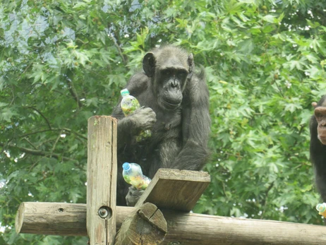 У Миколаївському зоопарку святкують день народження шимпанзе Чіліна та Шерман