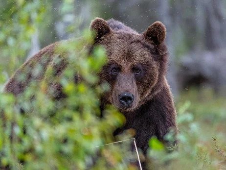 В Украине участились встречи с медведями – вернулись в места, где их не было сто лет