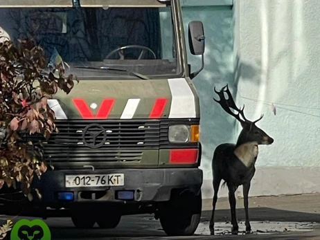Патрульные и волонтеры вернули в природу бегавшего по Киеву оленя