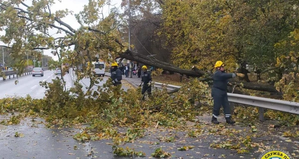 Непогода в Киеве: повреждены почти 600 деревьев, движение транспорта затруднено