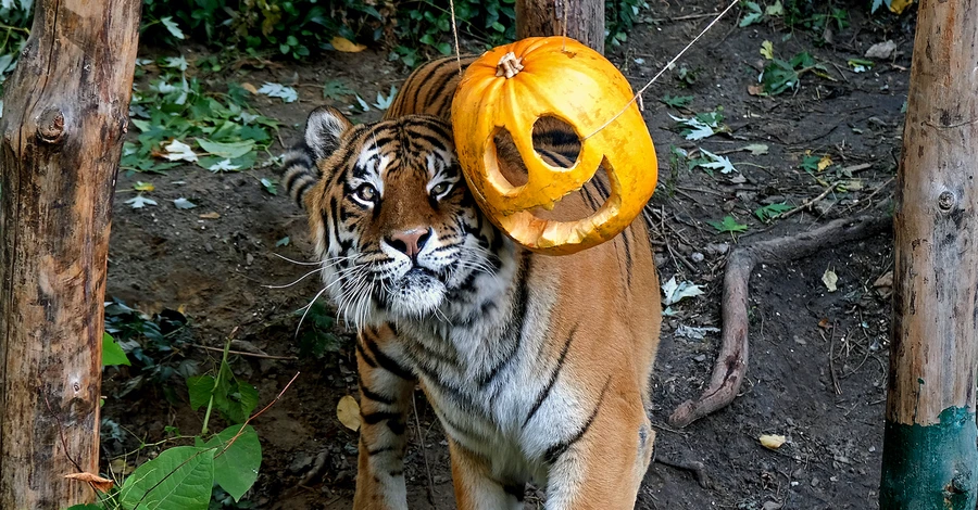 В Киевском зоопарке устроили Хэллоуин для животных