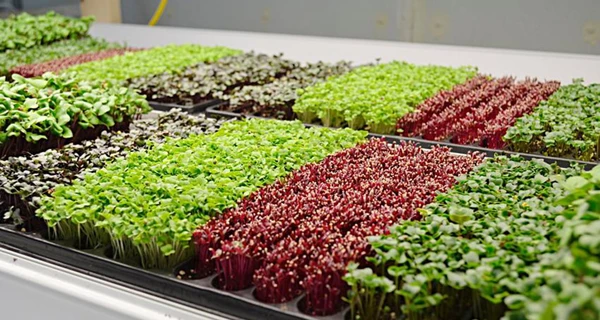 Огород на подоконнике: какая микрозелень лучше для организма и как правильно ее выращивать