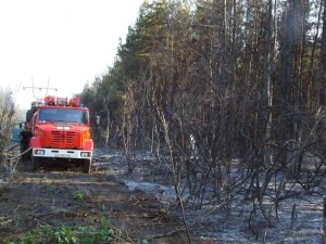 В Дзержинске выгорело четверть старейшего хвойного леса  