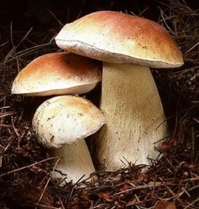 Дети отравились грибами из Трускавца 