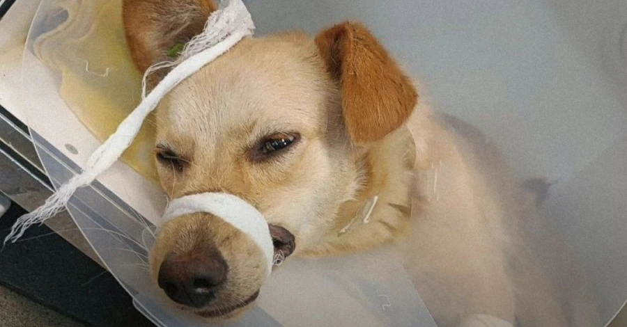 Зоозащитники спасают двух собак из Орехова, раненых в результате обстрелов