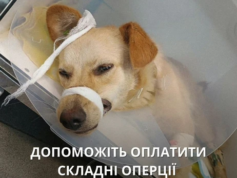 Зоозащитники спасают двух собак из Орехова, раненых в результате обстрелов