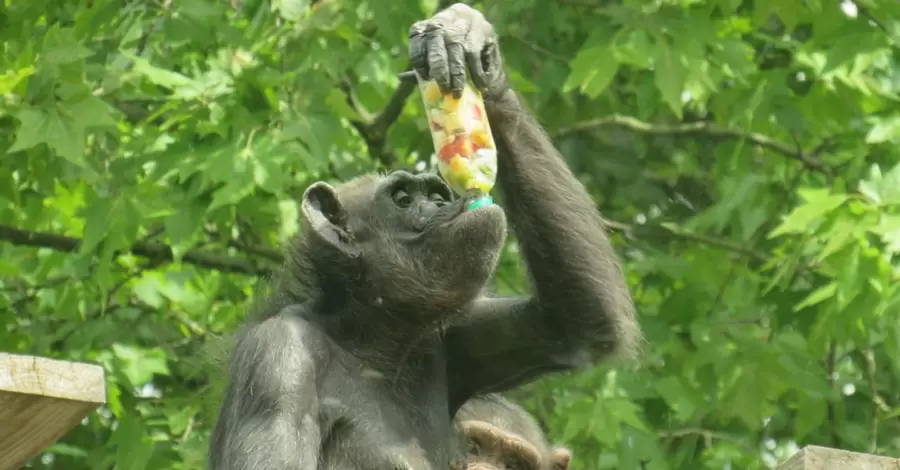 Николаевскому шимпанзе Амби исполнилось 55 лет - это старейшая обезьяна Украины