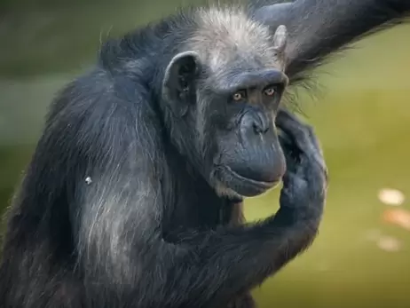 Миколаївському шимпанзе Амбі виповнилося 55 років - це найстаріша мавпа України