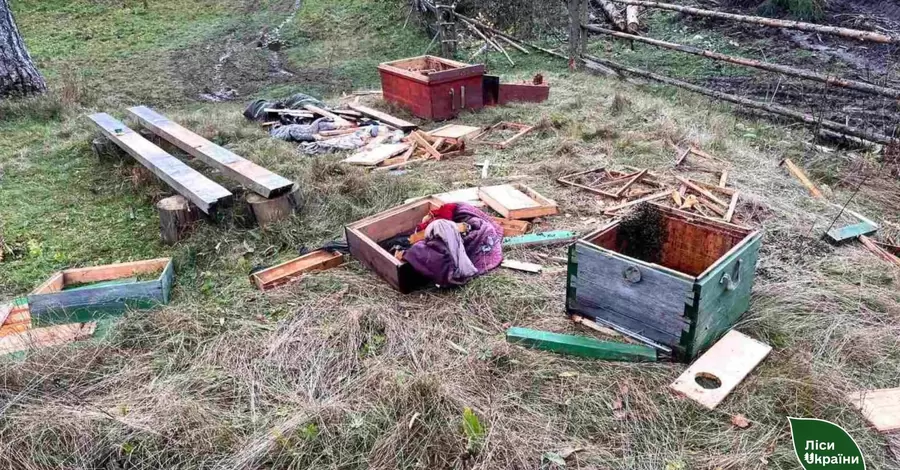 На Закарпатье голодные медведи, которые до сих пор не впали в спячку, разоряют пчелиные ульи