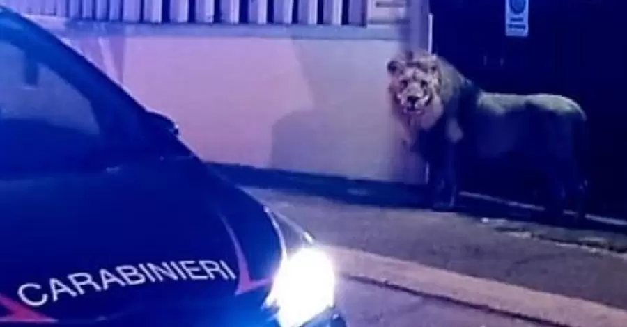 В Италии лев сбежал из цирка и несколько часов гулял по улицам города