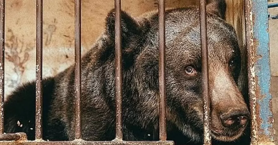 Ведмедя з парку в Хмельницькому переведуть у реабілітаційний центр «Синевир»