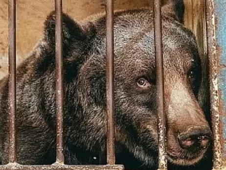 Медведя из парка в Хмельницком переведут в реабилитационный центр «Синевир»
