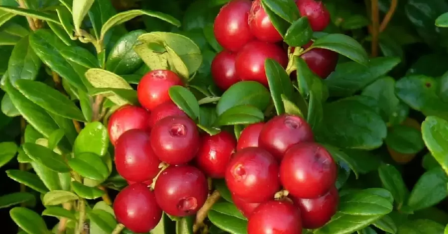 Болотяна ягода: журавлина захищає від застуди та знижує температуру краще за парацетамол