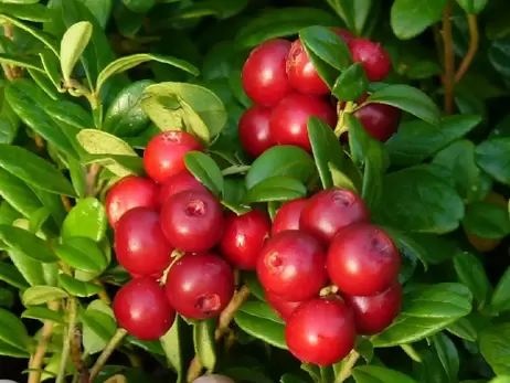 Болотная ягода: клюква защищает от простуды и снижает температуру лучше парацетамола