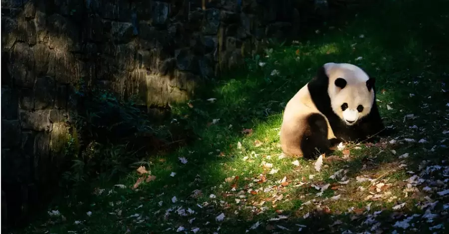 Сі Цзіньпін припускає, що Китай може повернути панд у зоопарки США