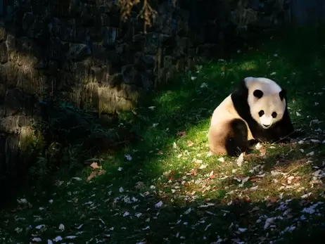 Си Цзиньпин допускает, что Китай может вернуть панд в зоопарки США