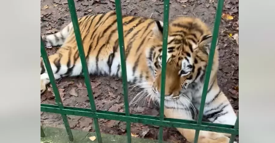 Постраждала під час ракетної атаки під Києвом тигриця одужує — рухається та їсть
