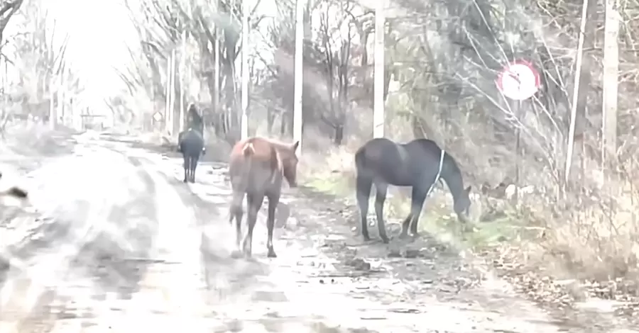 З Авдіївки, яку штурмують росіяни, евакуювали двох коней