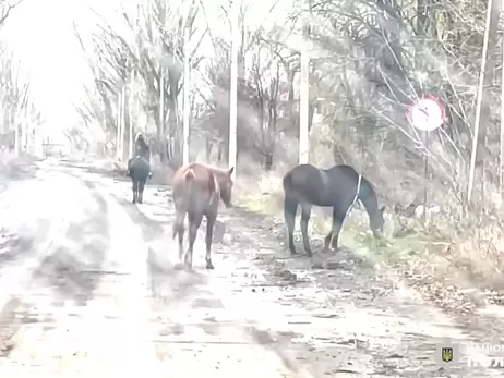 Из Авдеевки, которую штурмуют россияне, эвакуировали двух лошадей