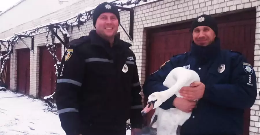 В Хмельницкой области спасли травмированного лебедя 
