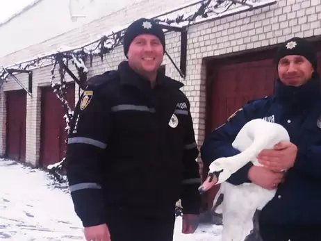 В Хмельницкой области спасли травмированного лебедя 
