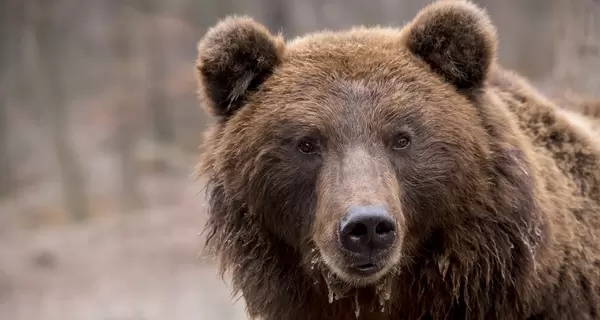 Медведя Балу из Хмельницкого отправили в центр реабилитации на Закарпатье 