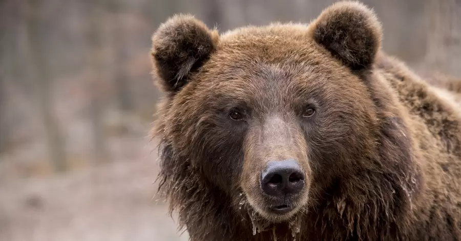 Медведя Балу из Хмельницкого отправили в центр реабилитации на Закарпатье 