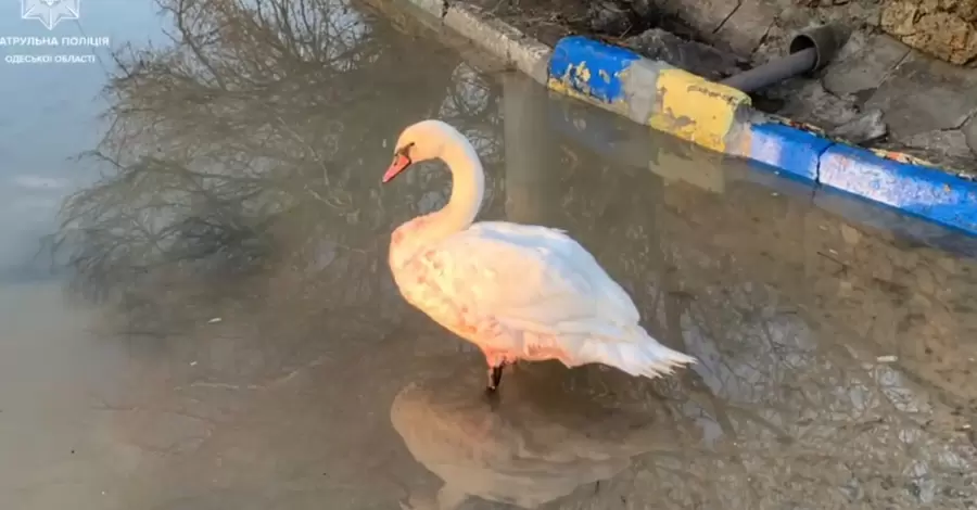 В Одесі врятували лебедя, який поранився під час шторму