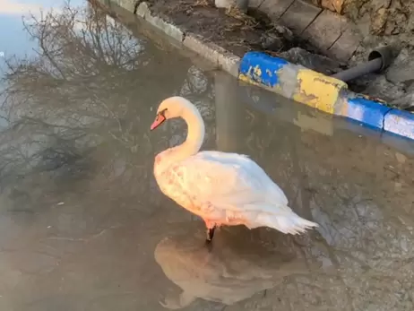 В Одессе спасли лебедя, который поранился во время шторма