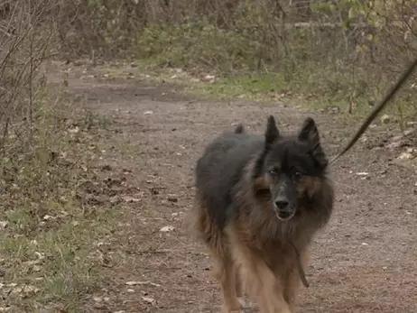 У Черкасах вівчарка Хатіко-Рекс вісім років чекає на господаря, пес сподівається на нову родину