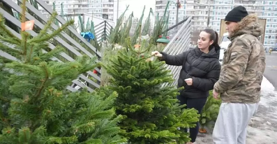 Рождественские деревья уже в продаже: сосна крымская колючая, пихта белая или ель канадская
