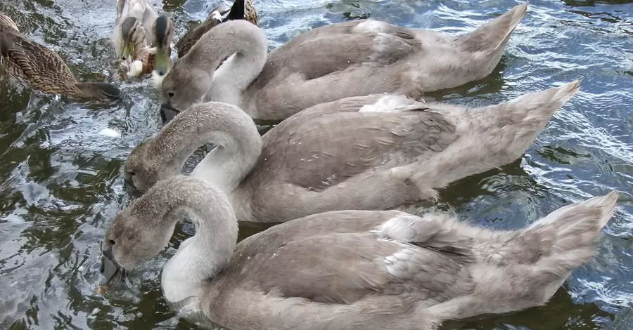 Орнитологи спасли трех травмированных лебедей, их отправят на леченье в Межигорье 