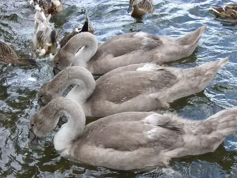 Орнітологи врятували трьох травмованих лебедів, їх відправлять на лікування в Межигір'я 