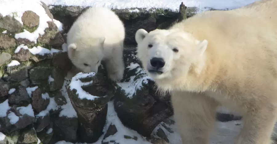 В николаевском зоопарке отпраздновали день рождения двух белых медведиц
