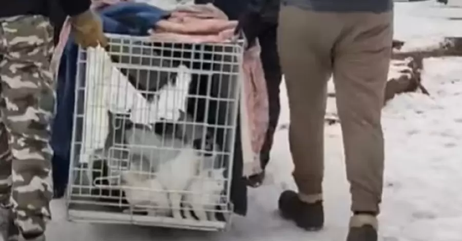 У Полтавській області з острова Вишняки врятували 36 тварин
