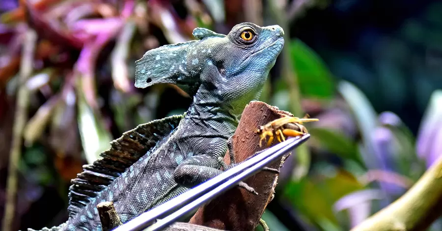 В Киевском зоопарке к Новому 2024 году показали необычных “дракончиков”