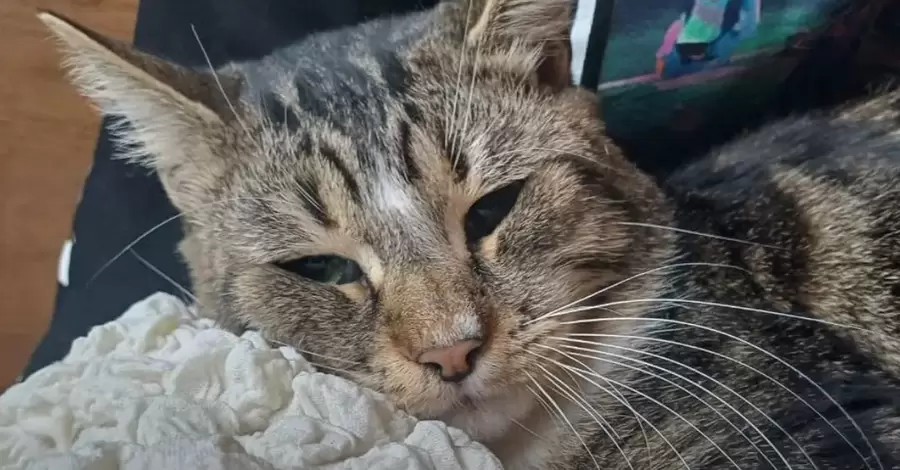 Кіт Кавун, який пережив голод у Херсоні, тепер дуже полюбляє їсти хліб