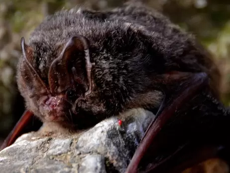В Ивано-Франковской области обнаружили очень редких летучих мышей, занесенных в красную книгу