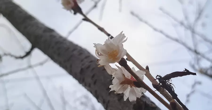 В Днепре посреди зимы расцвела сакура