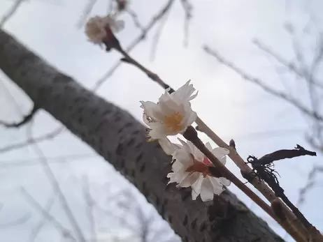 У Дніпрі посеред зими розцвіла сакура