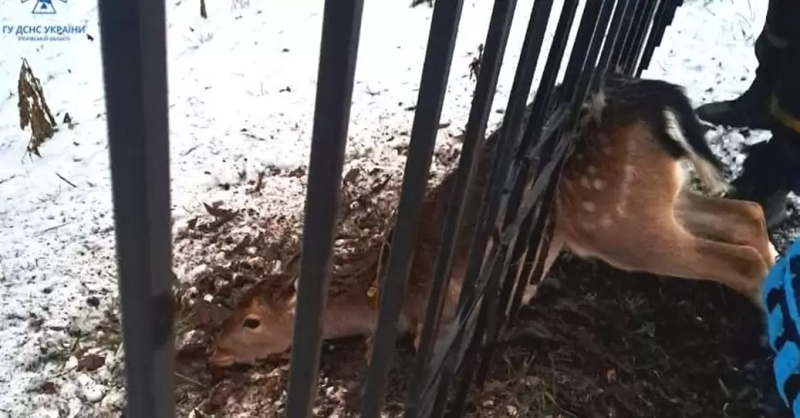 На Киевщине спасатели помогли дикой косуле, застрявшей в заборе