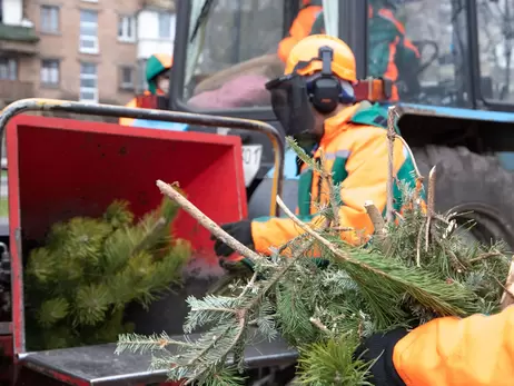 На щепы, в зоопарк или на мыло: как экологически утилизировать новогоднюю елку